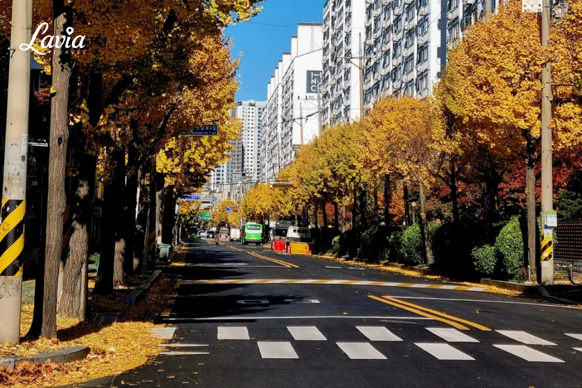 Đường phố Seoul vào thu
