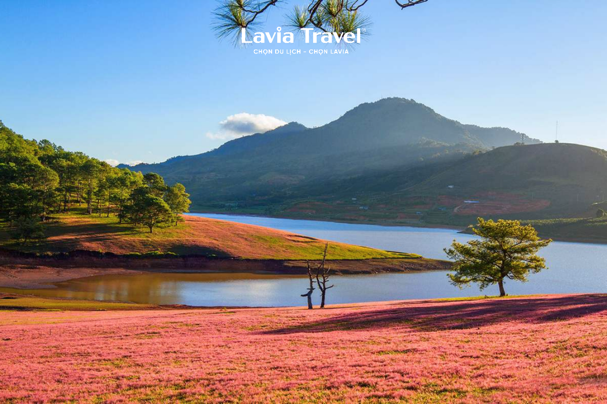 cỏ hồng tại Suối Vàng – hồ Đankia Đà Lạt 