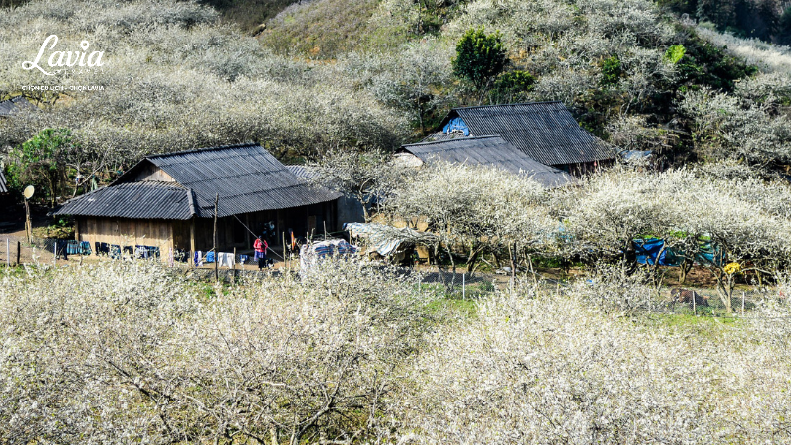 Mùa hoa mận 