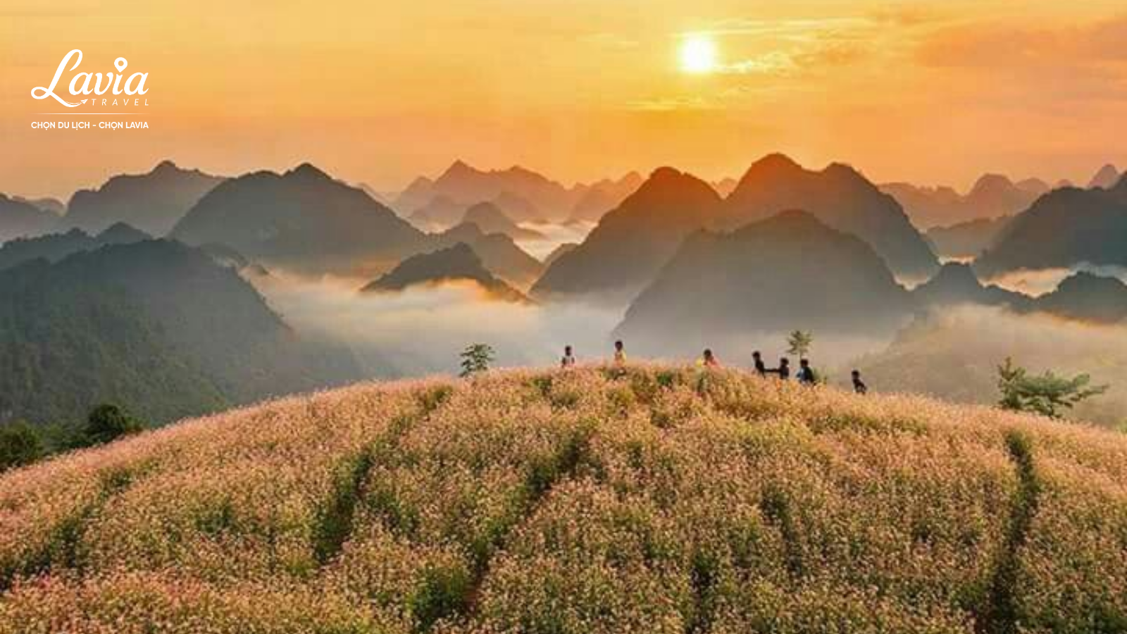 Mùa hoa tam giác mạch 