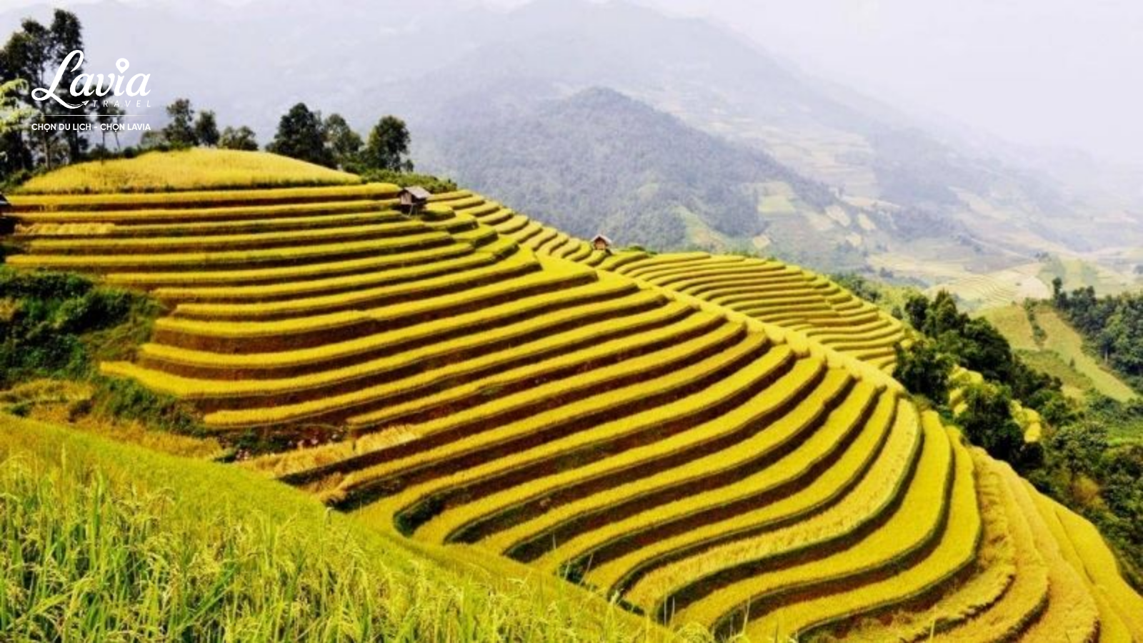 Hoàng Su Phì mùa lúa chín 
