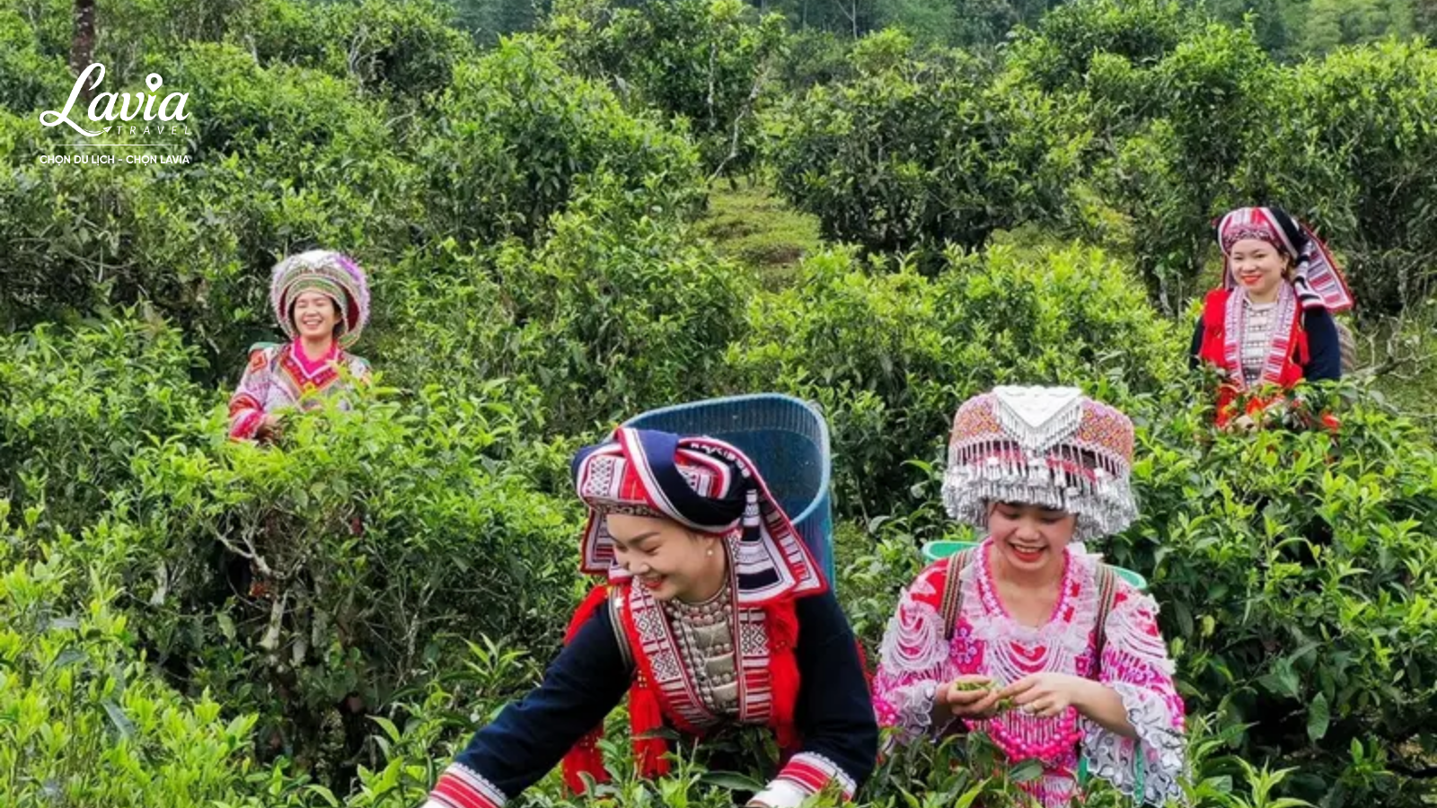 Chè Shan Tuyết Hoàng Su Phì 