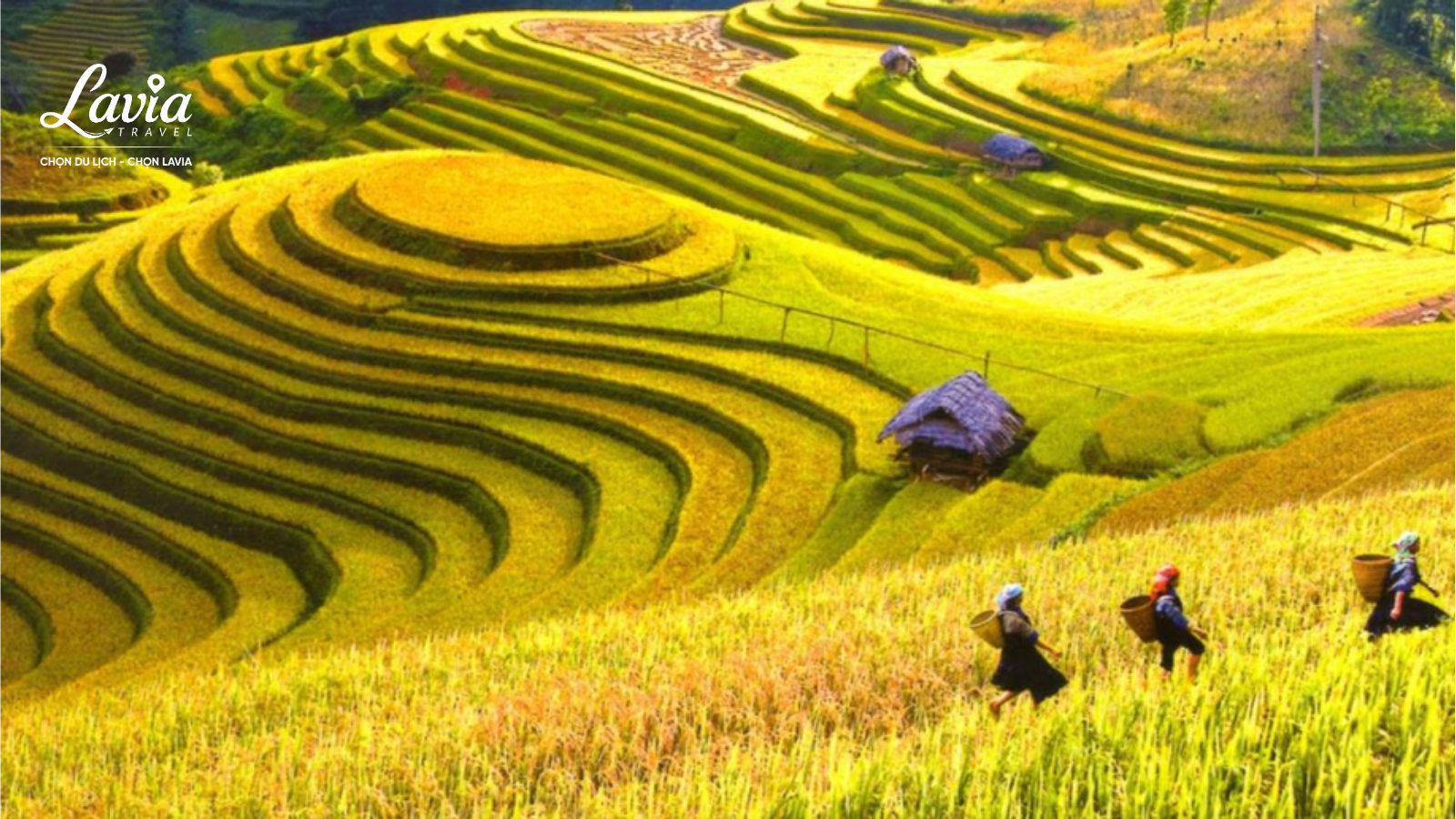 Hoàng Su Phì mùa lúa chín 