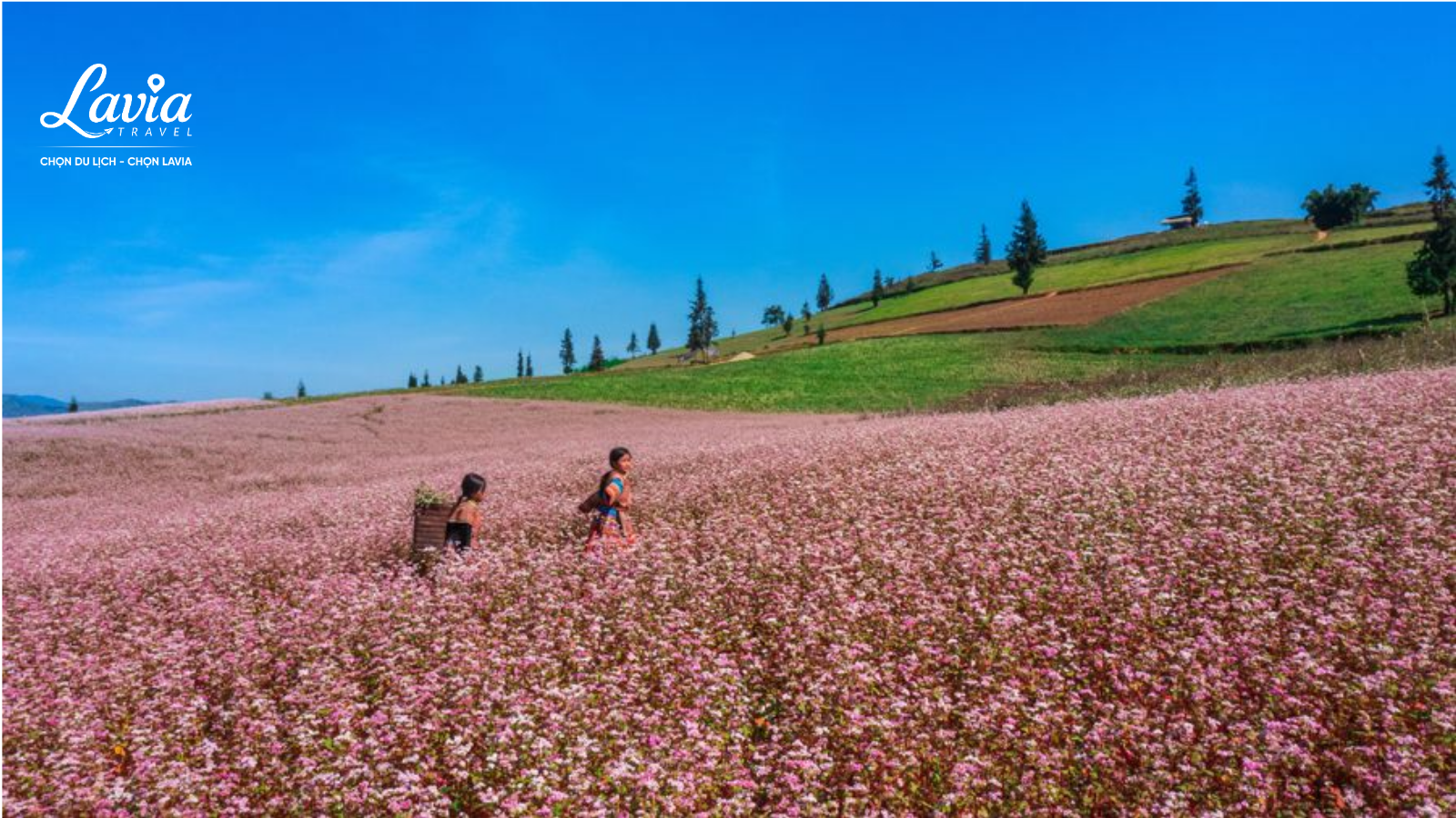 Hoa Tam Giác Mạch 