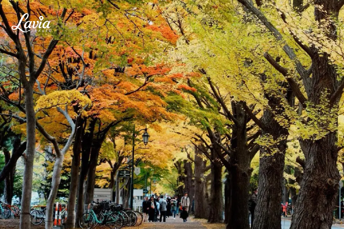 Đại Học Hokkaido