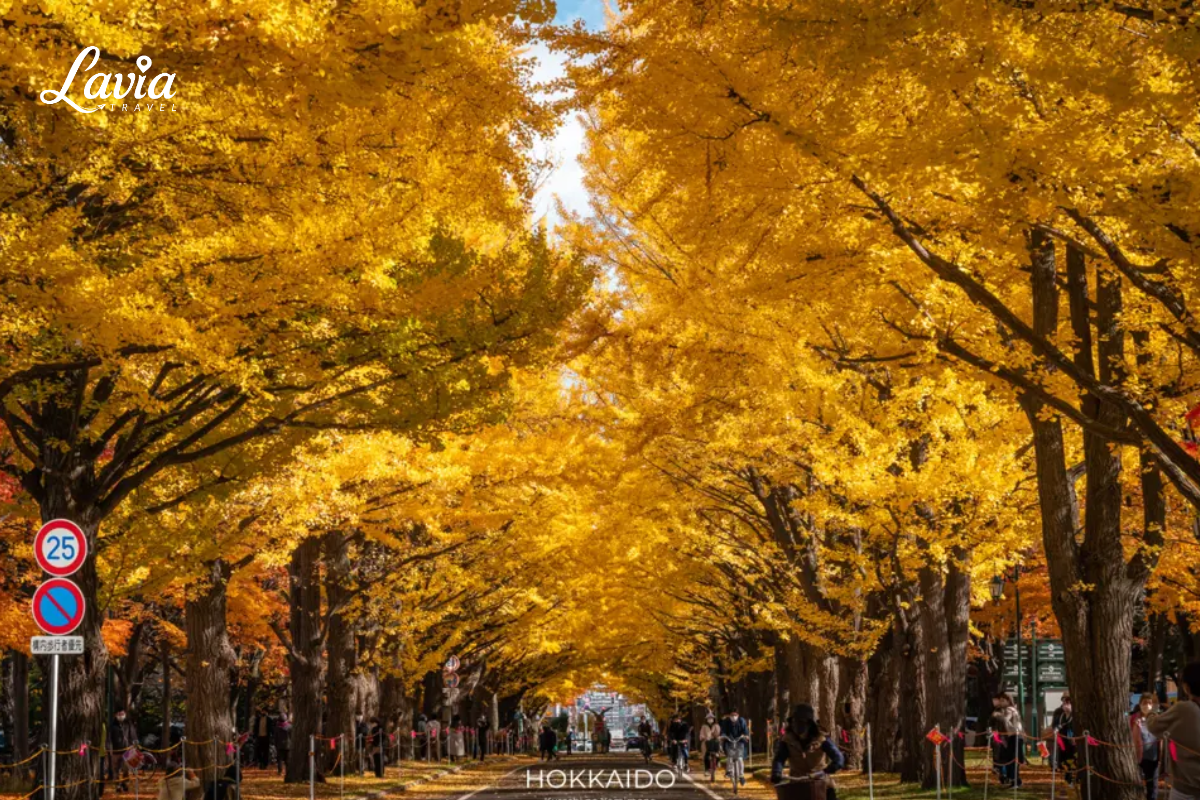 Hokkaido mùa lá vàng