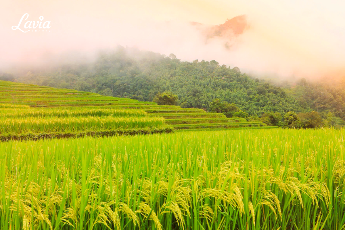Ruộng lúa chín Tây Bắc
