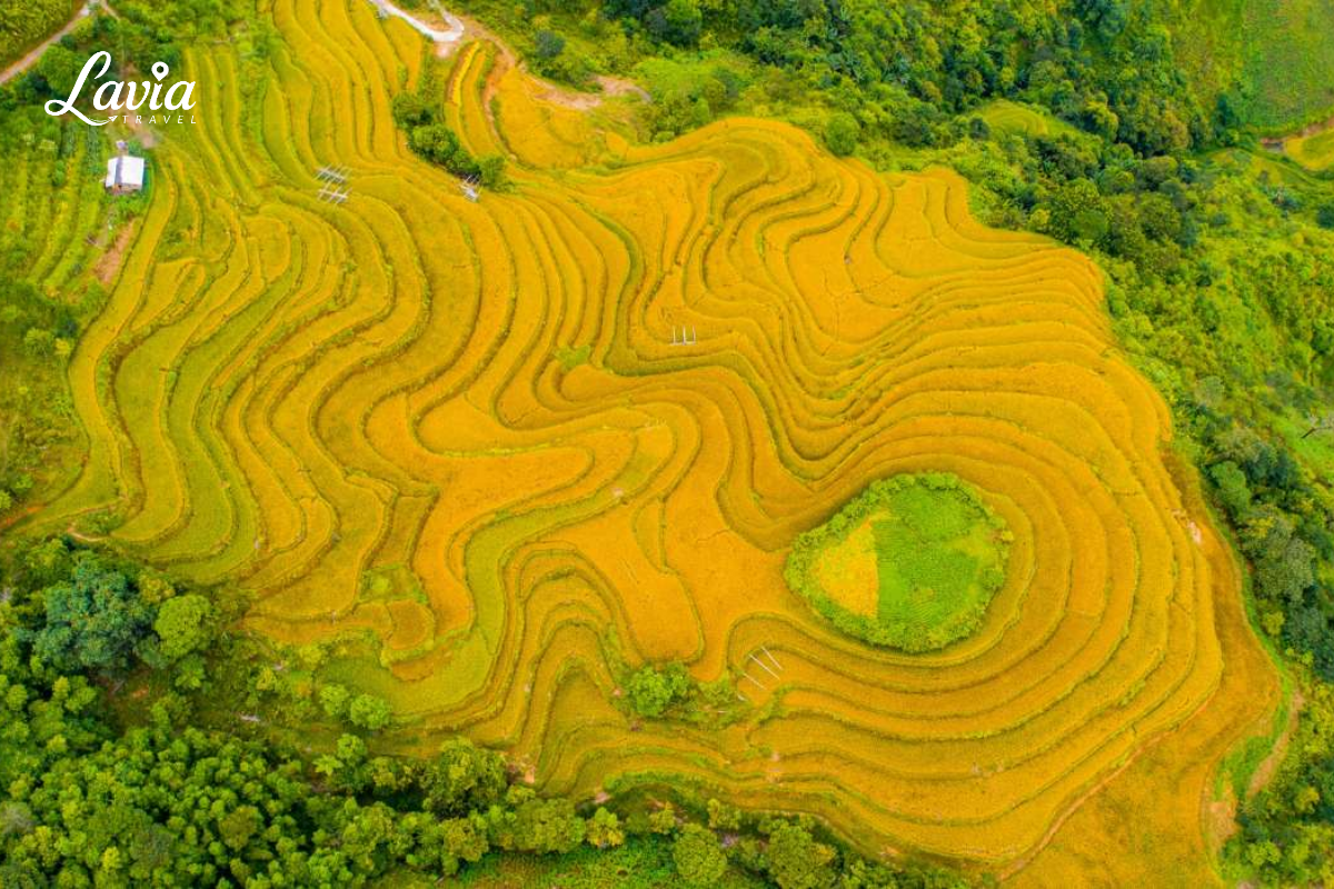 Lúa chín mùa thu Tây Bắc 