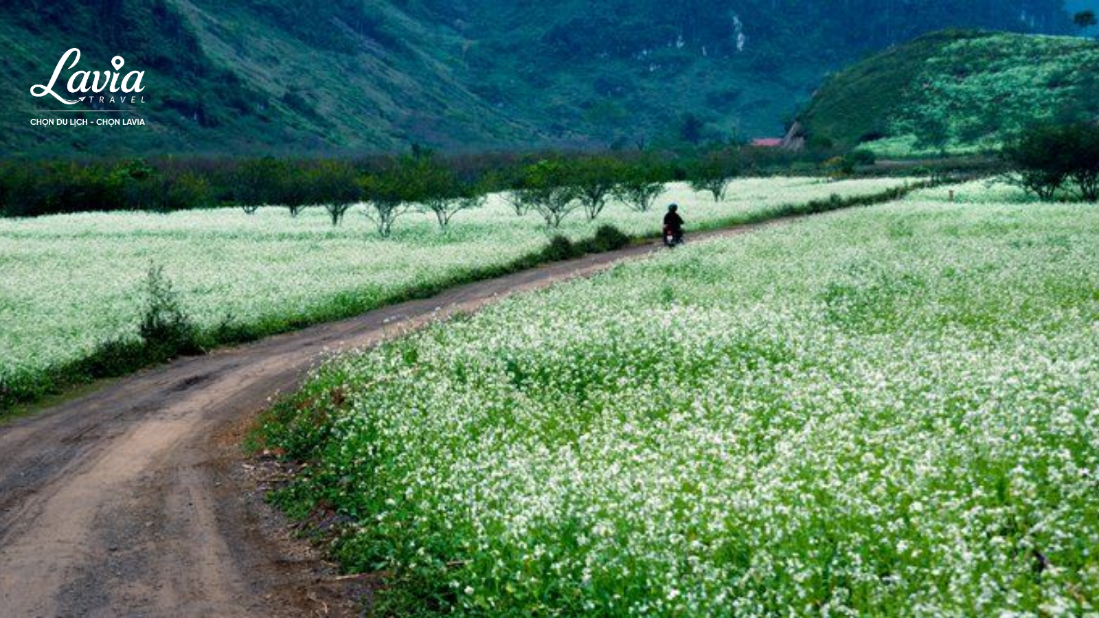 Cánh đồng hoa cải Mộc Châu 