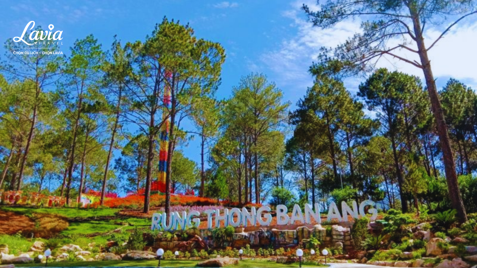 Rừng thông Bản Áng - Mộc Châu 