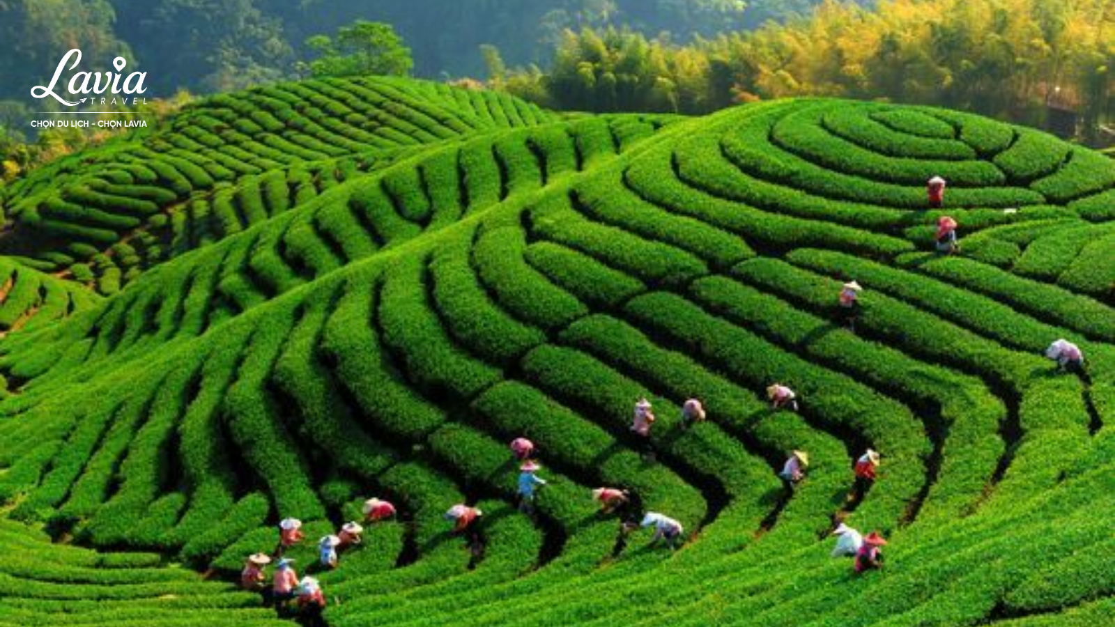 Đồi chè Mộc Châu 