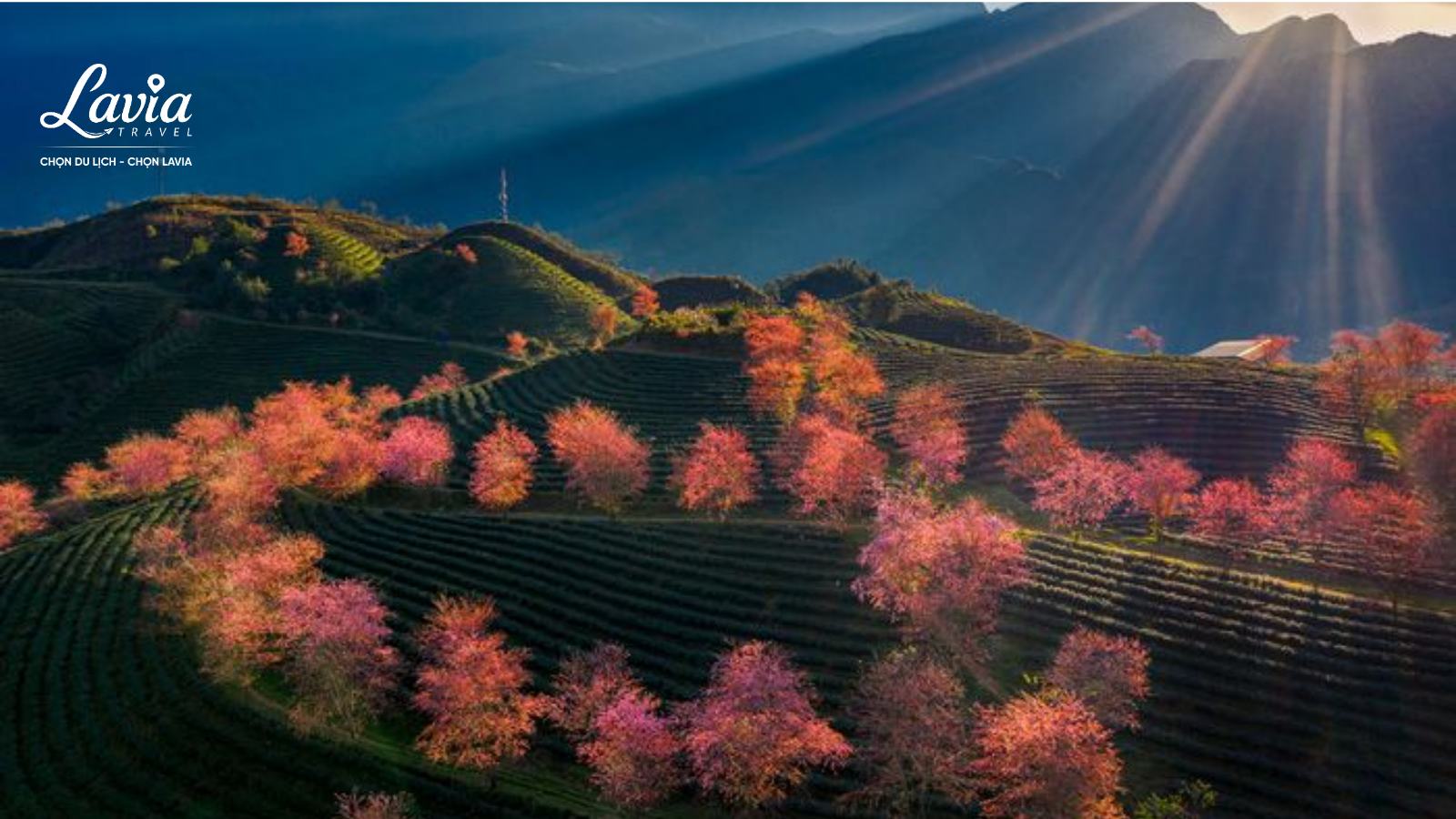 Mùa Hoa đào 