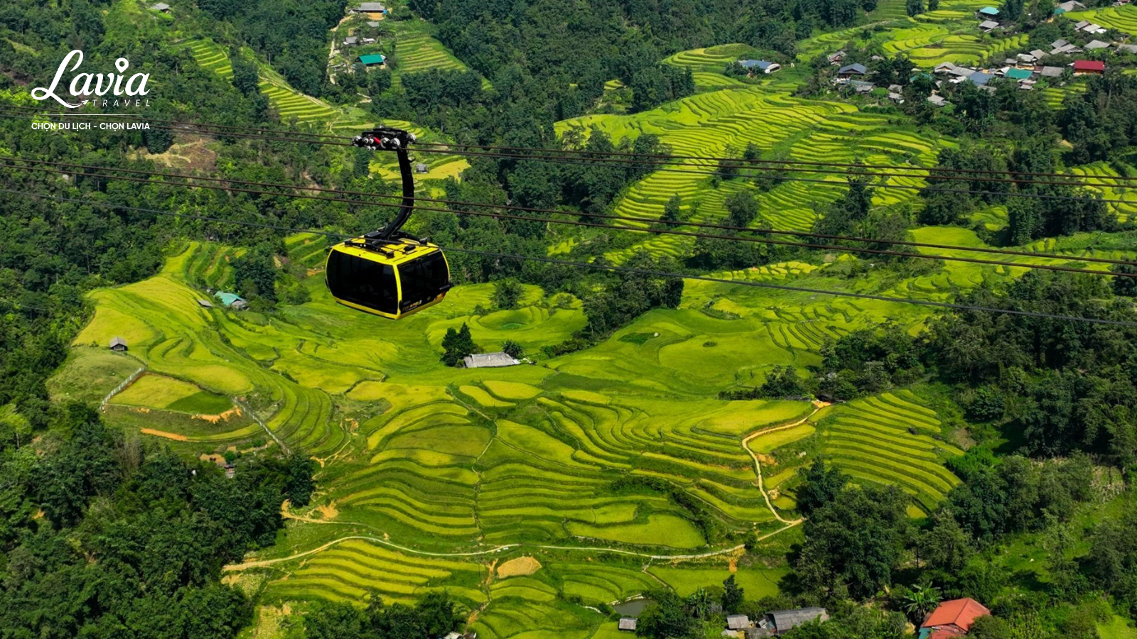 Sapa mùa lúa xanh 