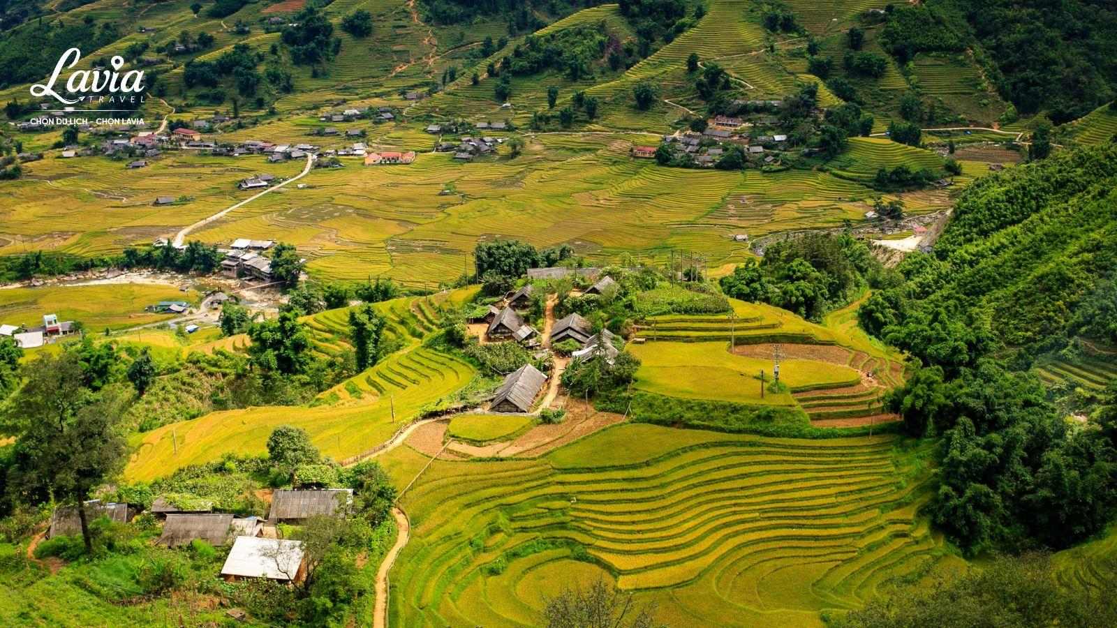 Mùa lá vàng Sapa thường gắn liền với mùa lúa chín, khi các thửa ruộng bậc thang Sapa bắt đầu chuyển màu