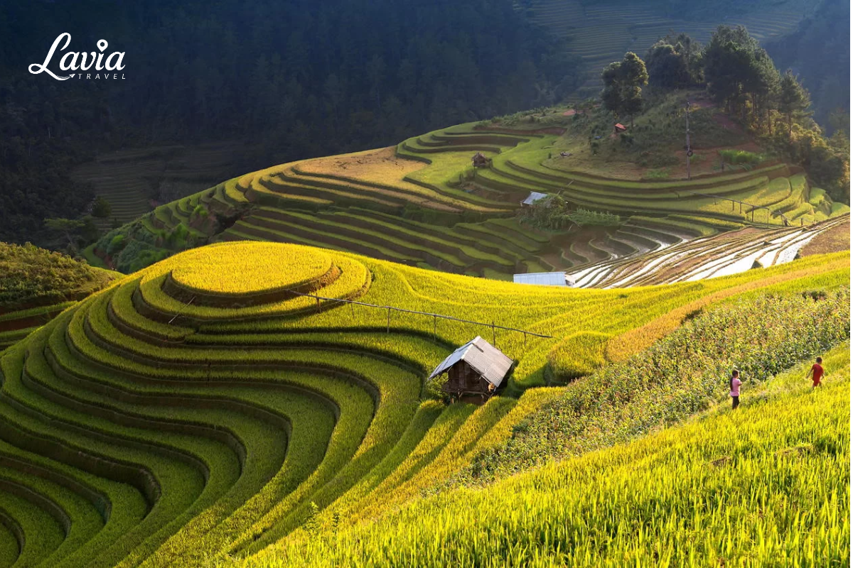 Lúa chín tại Lao chải Sapa