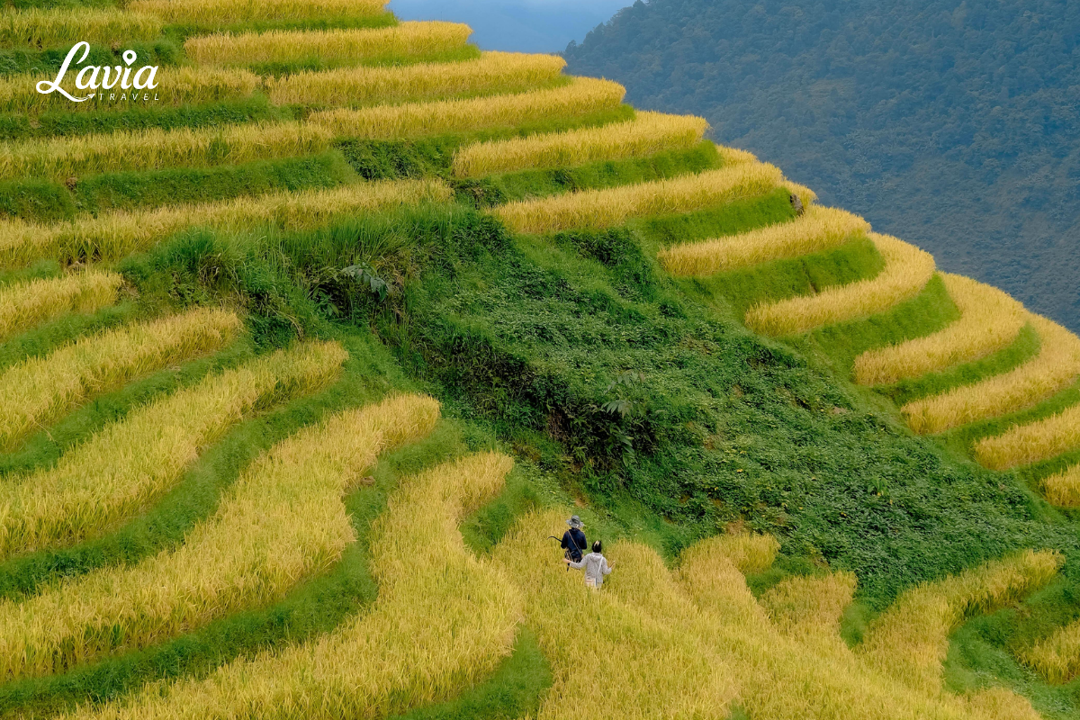 Lúa chín tại Mường Hoa Sapa