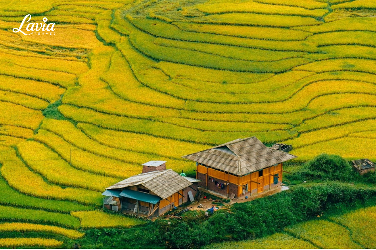 Mùa lúa chín Sapa
