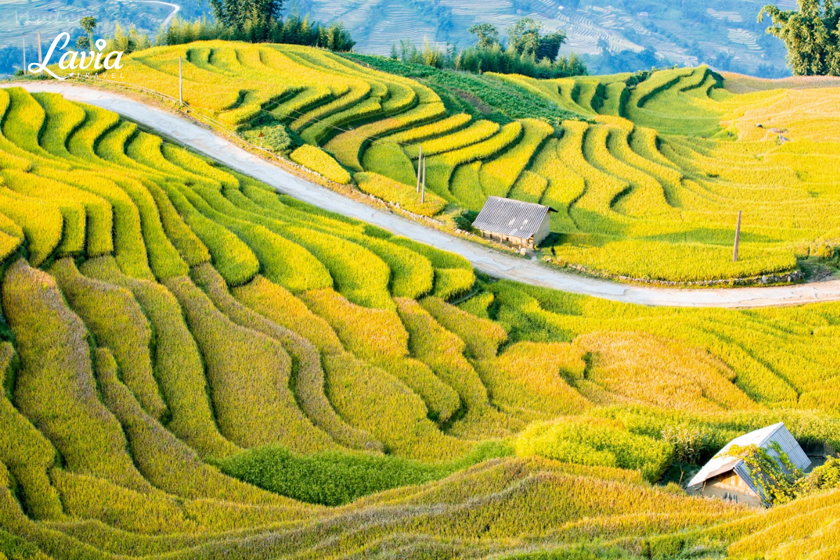 Cung đường Sapa với Lúa bao quanh 