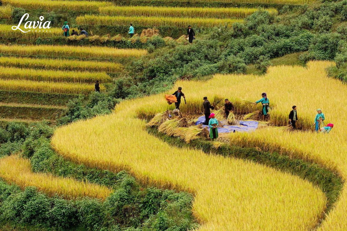 Hình ảnh người dân gặt lúa tại Sapa
